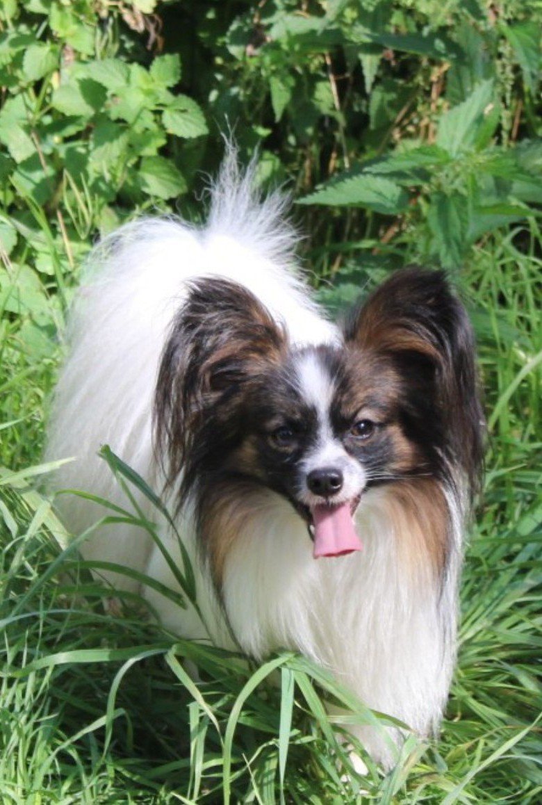 Messi - Spaniel Kontynentalny Miniaturowy (Papillon), reproduktor